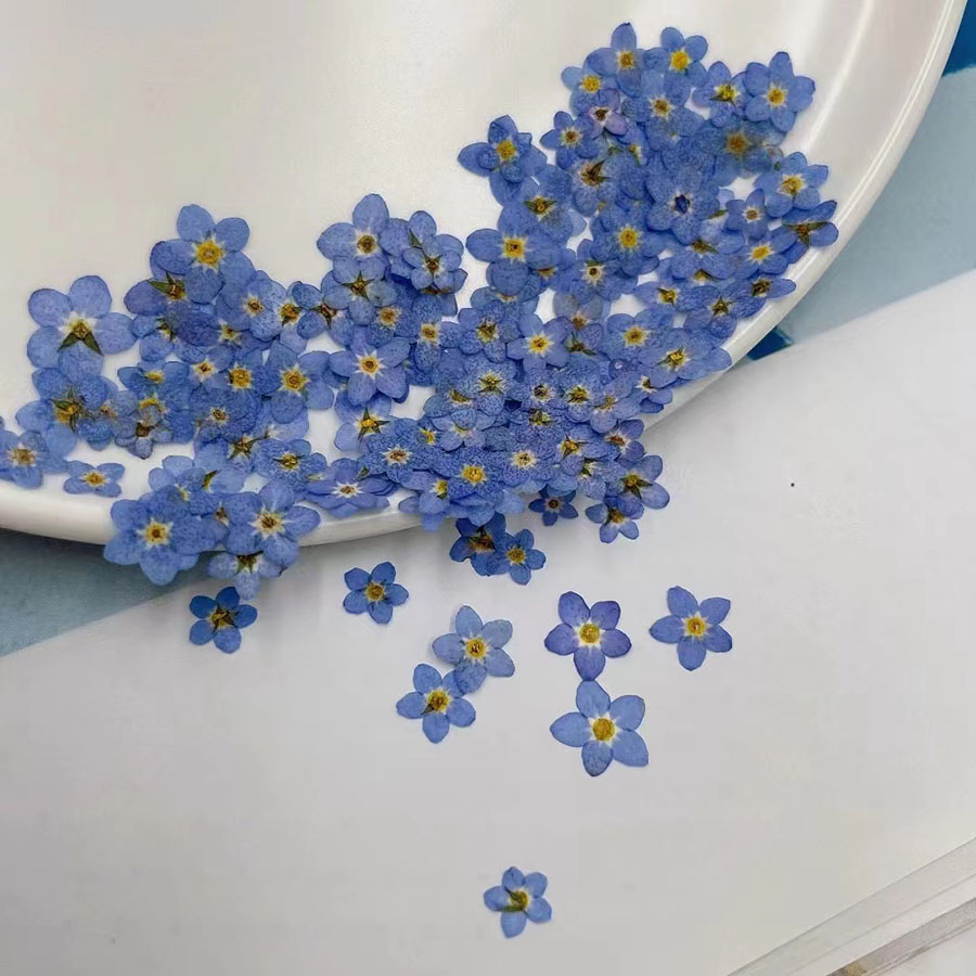60 pezzi di fiori secchi press - Resin Art Baby recensione e prezzo